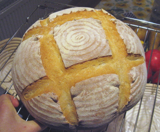 cottotondo.jpg