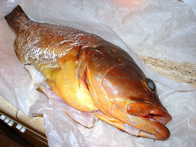 cernia 001.jpg