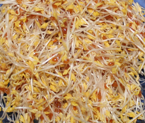 germogli di crescione.jpg