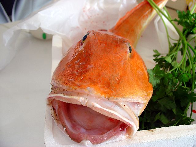 la gallinella 1.jpg