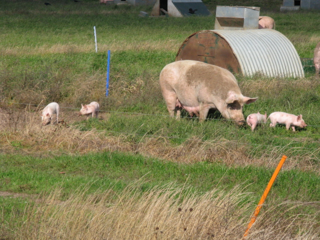 scrofa.JPG