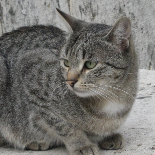 GattoLenticchia.jpg