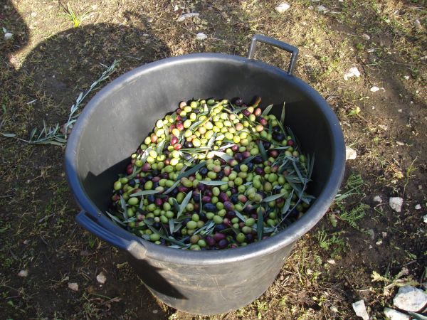 olive.jpg