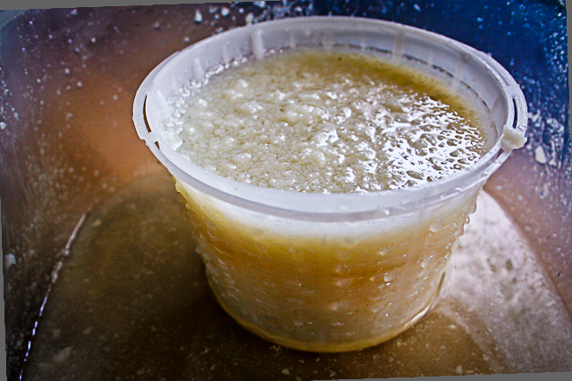 ricotta candita.jpg