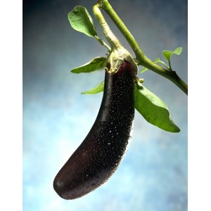 melanzane-lunghe-nere-conf-da-500-gr.jpg