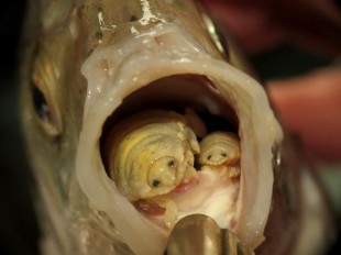 parassita-pesce-310x232.jpg