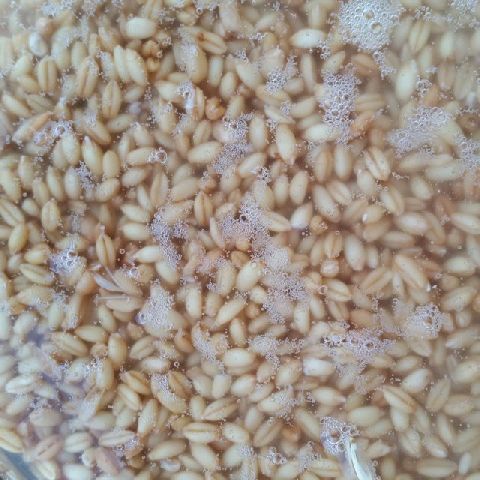 grano ammollo.jpg